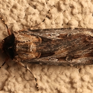 Agrotis munda (Brown Cutworm) at Ainslie, ACT - 19 Sep 2025 by jb2602