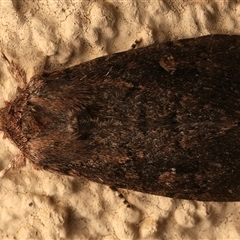Dasygaster padockina (Tasmanian Cutworm) at Ainslie, ACT - 19 Sep 2025 by jb2602