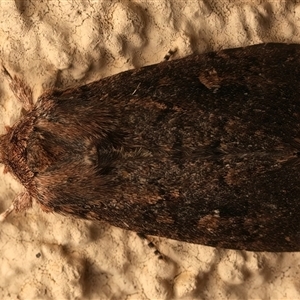 Dasygaster padockina (Tasmanian Cutworm) at Ainslie, ACT - 19 Sep 2025 by jb2602