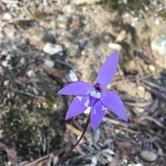 Glossodia major (Wax Lip Orchid) at Borough, NSW - 4 Oct 2025 by mcleana