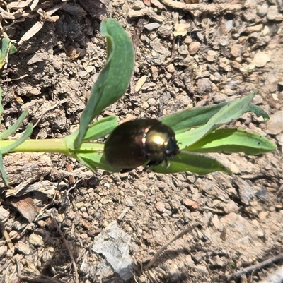 Chrysolina quadrigemina (Greater St Johns Wort beetle) at O'Malley, ACT - 7 Oct 2025 by Mike