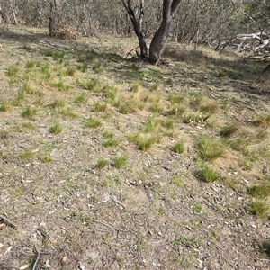 Nassella trichotoma (Serrated Tussock) at O'Malley, ACT - Today by Mike