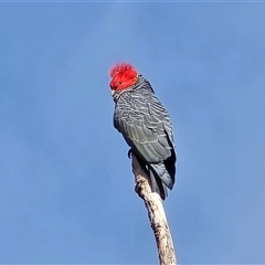 Callocephalon fimbriatum (Gang-gang Cockatoo) at O'Malley, ACT - 7 Oct 2025 by Mike