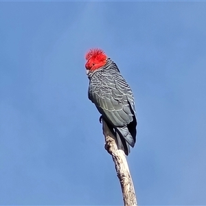 Callocephalon fimbriatum at O'Malley, ACT - Today by Mike