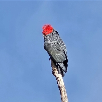 Callocephalon fimbriatum (Gang-gang Cockatoo) at O'Malley, ACT - 7 Oct 2025 by Mike