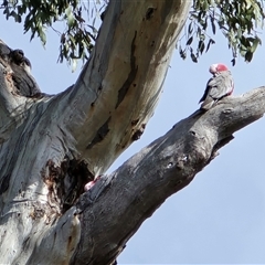 Eolophus roseicapilla (Galah) at O'Malley, ACT - 7 Oct 2025 by Mike