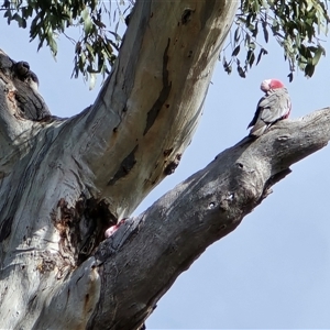 Eolophus roseicapilla (Galah) at O'Malley, ACT - Today by Mike