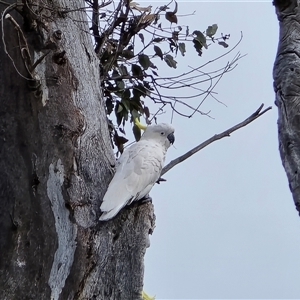 Cacatua galerita at O'Malley, ACT - Today by Mike