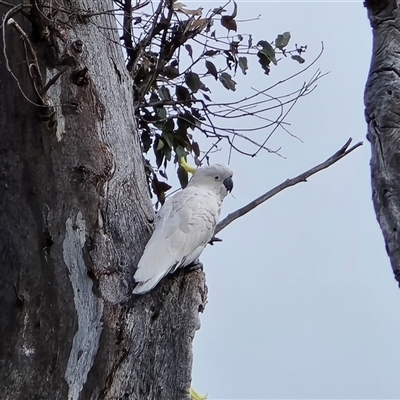 Cacatua galerita (Sulphur-crested Cockatoo) at O'Malley, ACT - 7 Oct 2025 by Mike