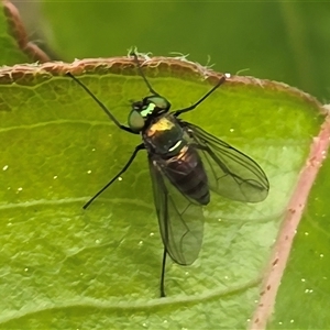 Unverified True fly (Diptera) at O'Malley, ACT - Today by Mike