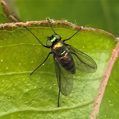 Sciapodinae (subfamily) (A long-legged fly) at O'Malley, ACT - 7 Oct 2025 by Mike