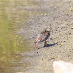 Gallirallus philippensis (Buff-banded Rail) at Saint Lucia, QLD - 7 Oct 2025 by DAdeGroot