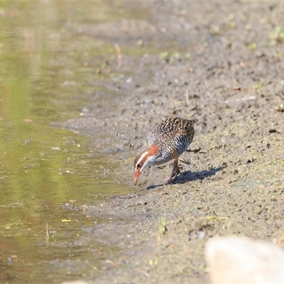 Gallirallus philippensis (Buff-banded Rail) at Saint Lucia, QLD - 7 Oct 2025 by DAdeGroot