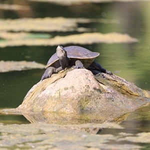 Chelodina longicollis at Saint Lucia, QLD - Today by DAdeGroot