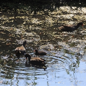Gallinula tenebrosa at Saint Lucia, QLD - Today by DAdeGroot