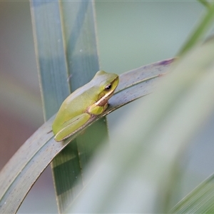 Litoria verreauxii verreauxii at Saint Lucia, QLD - Today by DAdeGroot