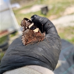 Vanessa itea (Yellow Admiral) at Anembo, NSW - 7 Oct 2025 by Csteele4