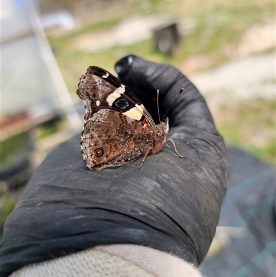 Vanessa itea (Yellow Admiral) at Anembo, NSW - 7 Oct 2025 by Csteele4