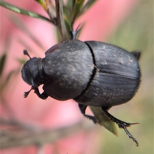 Onthophagus sp. (genus) by clarehoneydove