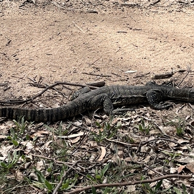 Varanus rosenbergi (Heath or Rosenberg's Monitor) at Booth, ACT - 7 Oct 2025 by GG