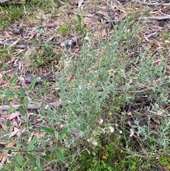 Vittadinia cuneata (Fuzzweed, New Holland Daisy) at Broke, NSW - 7 Oct 2025 by RoyP