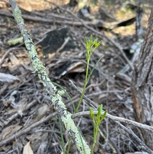 Unverified Other Wildflower or Herb at Strathnairn, ACT - 3 Oct 2025 by Eland