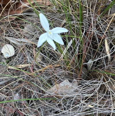 Glossodia major (Wax Lip Orchid) at Aranda, ACT - 7 Oct 2025 by Jenny54