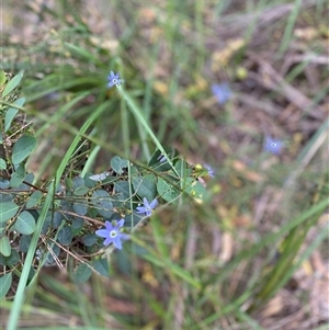 Stypandra glauca at Broke, NSW - Today by RoyP