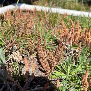 Crassula sieberiana at Belconnen, ACT - 3 Oct 2025 by Eland