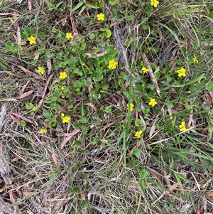 Unverified Other Wildflower or Herb at Broke, NSW - Today by RoyP