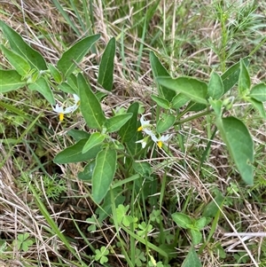 Unverified Other Shrub at Broke, NSW - Today by RoyP