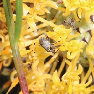 Unverified Weevil (Curculionoidea) at Currowan, NSW - Yesterday by UserCqoIFqhZ