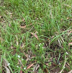 Asperula conferta (Common Woodruff) at Broke, NSW - 7 Oct 2025 by RoyP