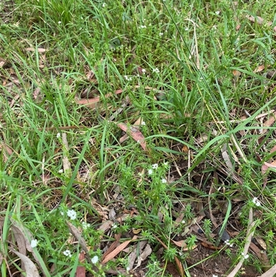 Asperula conferta (Common Woodruff) at Broke, NSW - 7 Oct 2025 by RoyP