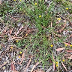 Calotis lappulacea (Yellow Burr Daisy) at Broke, NSW - 7 Oct 2025 by RoyP