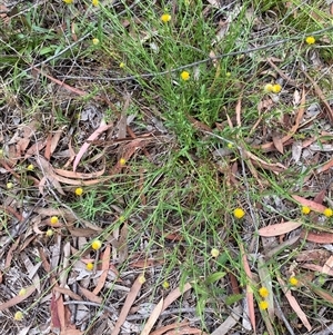 Unverified Other Wildflower or Herb at Broke, NSW - Today by RoyP