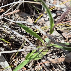 Craspedia adenophora at Bungendore, NSW - Today by clarehoneydove