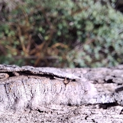 Entometa (genus) (A Lappet or Snout moth (Lasiocampidae)) at Mongarlowe, NSW - 7 Oct 2025 by Dron