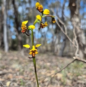 Diuris chryseopsis by clarehoneydove