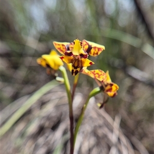 Diuris chryseopsis by clarehoneydove