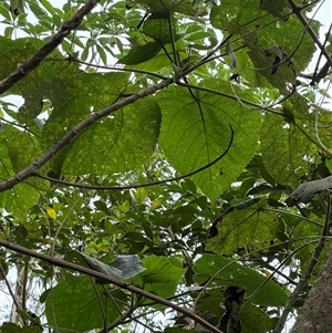 Dendrocnide excelsa (Stinging Tree) at Caparra, NSW - Today by maznee