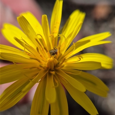 Microseris walteri (Yam Daisy, Murnong) at  - suppressed by clarehoneydove