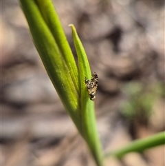 Austrotephritis poenia (Australian Fruit Fly) at Bungendore, NSW - 7 Oct 2025 by clarehoneydove