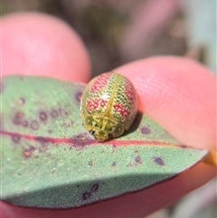 Paropsisterna fastidiosa (Eucalyptus leaf beetle) by clarehoneydove