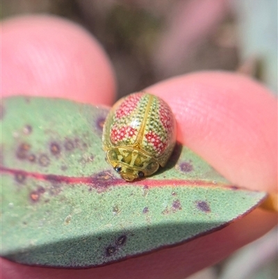 Paropsisterna fastidiosa (Eucalyptus leaf beetle) at  - suppressed by clarehoneydove