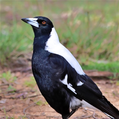 Gymnorhina tibicen (Australian Magpie) at Belconnen, ACT - 7 Oct 2025 by MichaelWenke