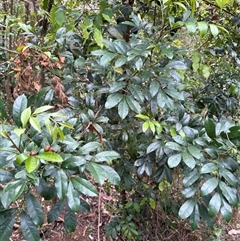 Synoum glandulosum (Scentless Rosewood) at Caparra, NSW - 7 Oct 2025 by maznee