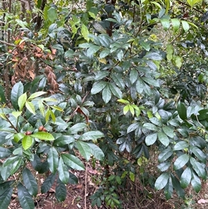 Synoum glandulosum (Scentless Rosewood) at Caparra, NSW - Today by maznee