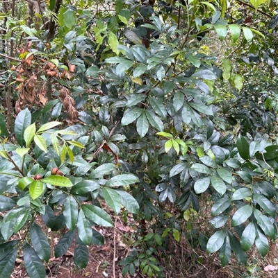 Synoum glandulosum (Scentless Rosewood) at Caparra, NSW - 7 Oct 2025 by maznee