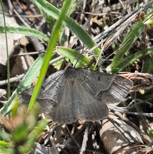 Unverified Geometer moth (Geometridae) by clarehoneydove